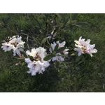 Imágenes de los usuarios Apple iPhone 7 Plus