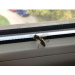 Imágenes de los usuarios Apple iPhone 7 Plus