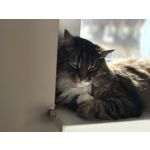 Imágenes de los usuarios Apple iPhone 7 Plus