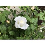 Imágenes de los usuarios Apple iPhone 7 Plus