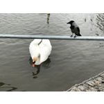 Imágenes de los usuarios Apple iPhone 7 Plus