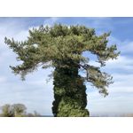 Imágenes de los usuarios Apple iPhone 7 Plus