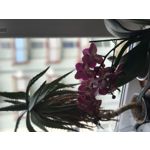 Imágenes de los usuarios Apple iPhone 7 Plus