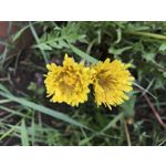 Imágenes de los usuarios Apple iPhone 7 Plus