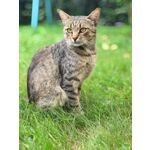 Imágenes de los usuarios Apple iPhone 7 Plus