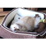 Imágenes de los usuarios Apple iPhone 7 Plus