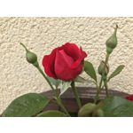 Imágenes de los usuarios Apple iPhone 7 Plus