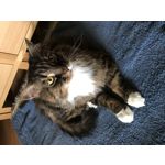 Imágenes de los usuarios Apple iPhone 7 Plus