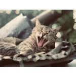 Imágenes de los usuarios Apple iPhone 7 Plus