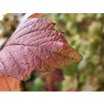 Imágenes de los usuarios Apple iPhone 7 Plus