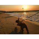 Imágenes de los usuarios Apple iPhone 7 Plus