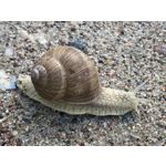 Imágenes de los usuarios Apple iPhone 7 Plus