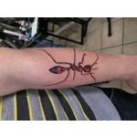 Imágenes de los usuarios Apple iPhone 7 Plus