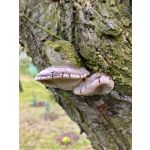 LAS FOTOS HECHAS CON ESTE TELÉFONO