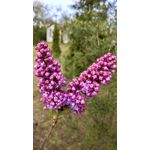 LAS FOTOS HECHAS CON ESTE TELÉFONO