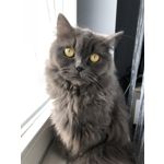 Foto dei utenti Apple iPhone 8 Plus Foto dei utenti Apple iPhone 8 Plus