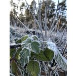 PICTURES FROM THIS PHONE