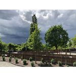 FOTO FATTE CON QUESTO TELEFONO