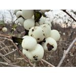 Imágenes de los usuarios Apple iPhone 16 Pro Max