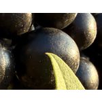 Imágenes de los usuarios Apple iPhone 16 Pro Max