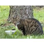 Imágenes de los usuarios Apple iPhone 16 Pro Max