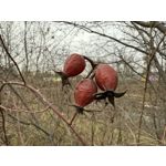 Imágenes de los usuarios Apple iPhone 16 Pro Max