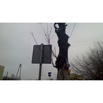 PICTURES FROM THIS PHONE