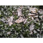 FOTO'S VAN DEZE TELEFOON