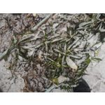 FOTO'S VAN DEZE TELEFOON