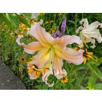 來自這款手機的圖片