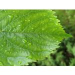 IMAGENS DESTE TELEFONE