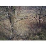 Pictures by this phone Asus ZenFone Max ZC550KL