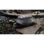 Pictures by this phone Asus ZenFone Max ZC550KL