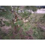Pictures by this phone Asus ZenFone Max ZC550KL