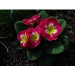 Pictures by this phone Asus ZenFone Max ZC550KL