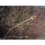 Pictures by this phone Asus ZenFone Max ZC550KL