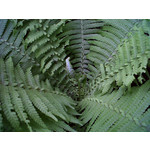 PICTURES FROM THIS PHONE