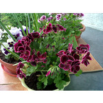 PICTURES FROM THIS PHONE