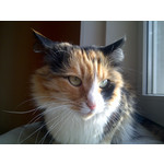 FOTO'S VAN DEZE TELEFOON