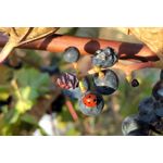 FOTOS AUS DIESEM HANDY