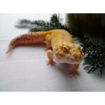 PICTURES FROM THIS PHONE