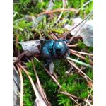 用戶照片 Blackview BV8000 Pro