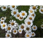 Foto dei utenti Bluboo Picasso Foto dei utenti Bluboo Picasso