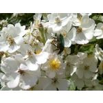 Foto dei utenti Bluboo Picasso Foto dei utenti Bluboo Picasso