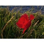 Foto dei utenti Bluboo Picasso Foto dei utenti Bluboo Picasso