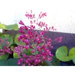 Foto dei utenti Bluboo Picasso Foto dei utenti Bluboo Picasso