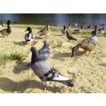 Foto dei utenti Bluboo Picasso Foto dei utenti Bluboo Picasso