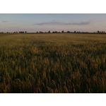 Foto dei utenti Bluboo Picasso Foto dei utenti Bluboo Picasso