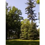 Foto dei utenti Bluboo Picasso Foto dei utenti Bluboo Picasso