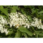 Foto dei utenti Bluboo Picasso Foto dei utenti Bluboo Picasso